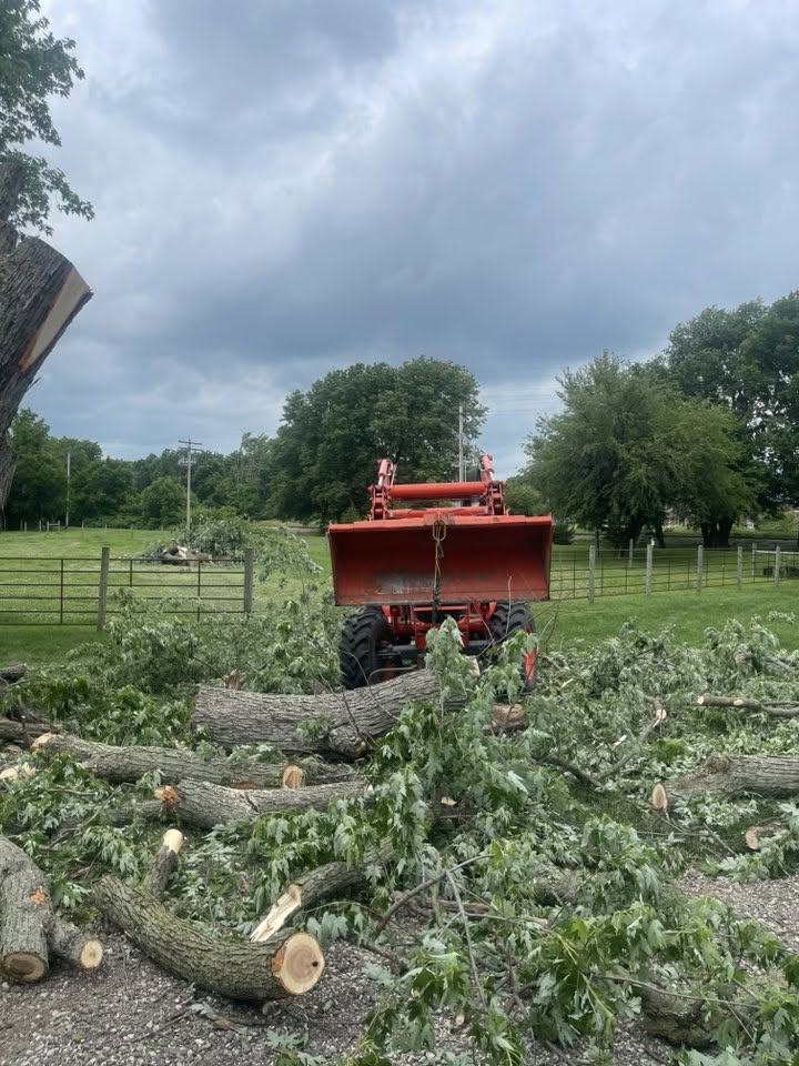 Tree Maintenace Work