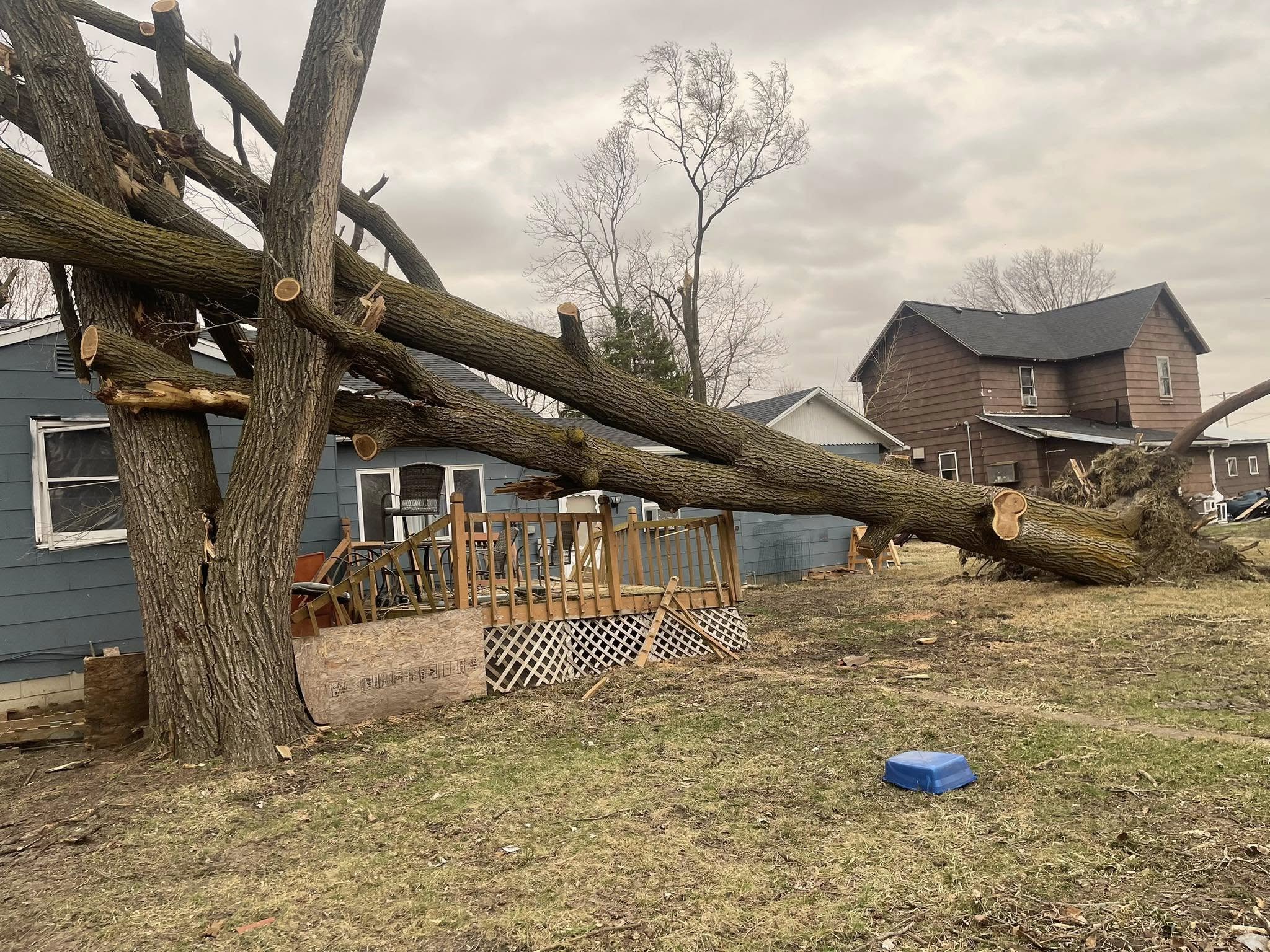 Tree service near me